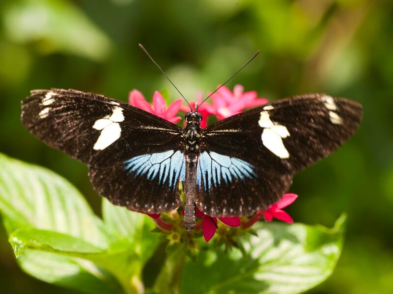 Flora y fauna de Colombia