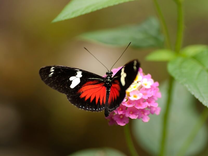 Mariposario del Quindío